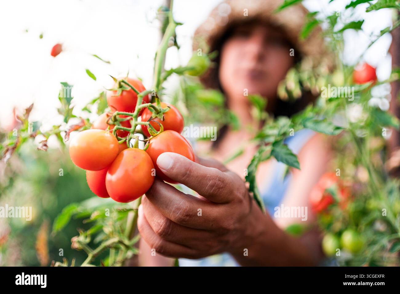 Fermez les mains de la femme tenant des tomates cerises fraîches mûres à l'extérieur dans le jardin des légumes Banque D'Images