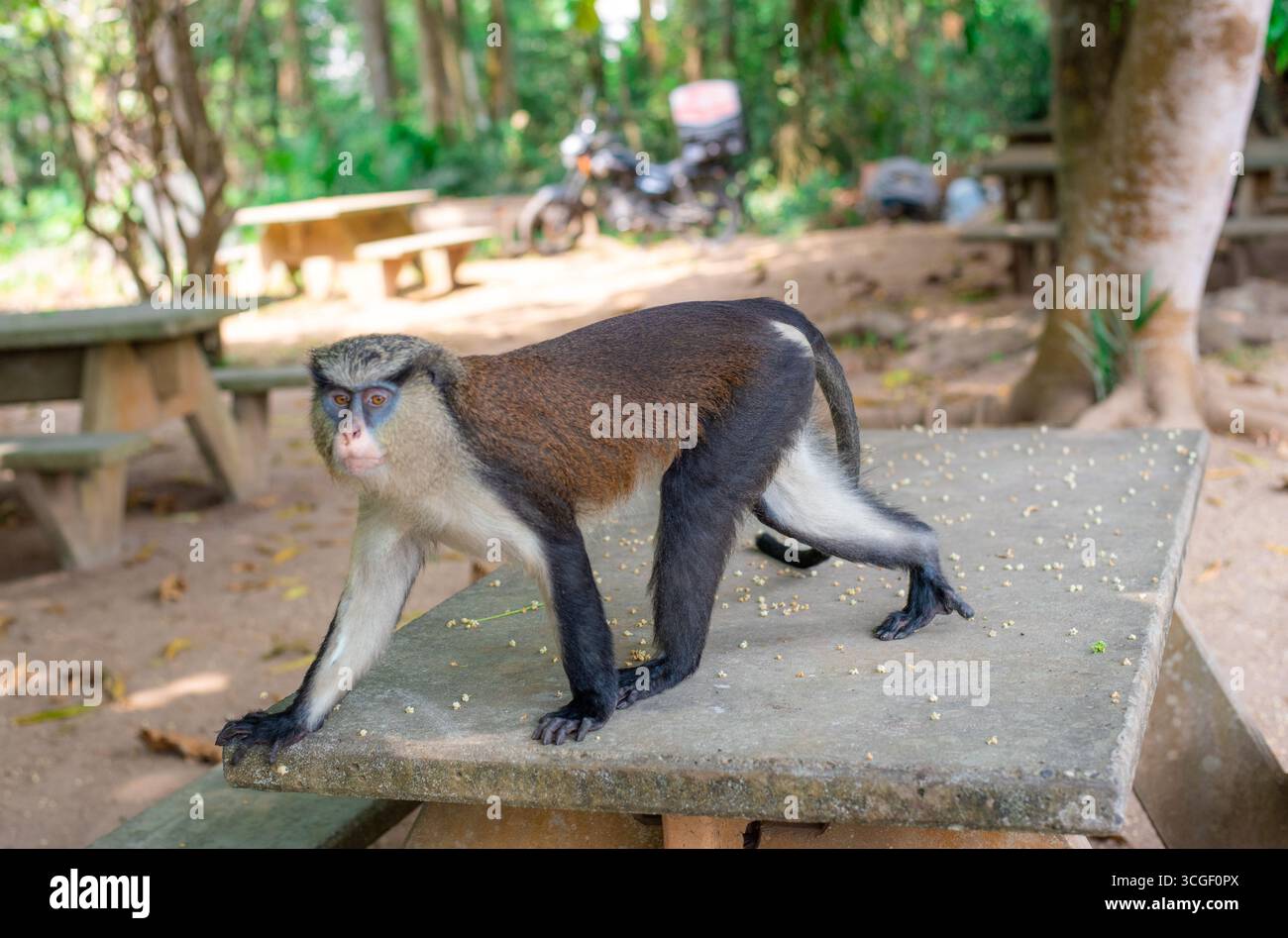 Un singe Mona se tient en toute confiance sur une table de pique-nique en béton dans un parc forestier, avec des arbres, des bancs et la nature en arrière-plan Banque D'Images