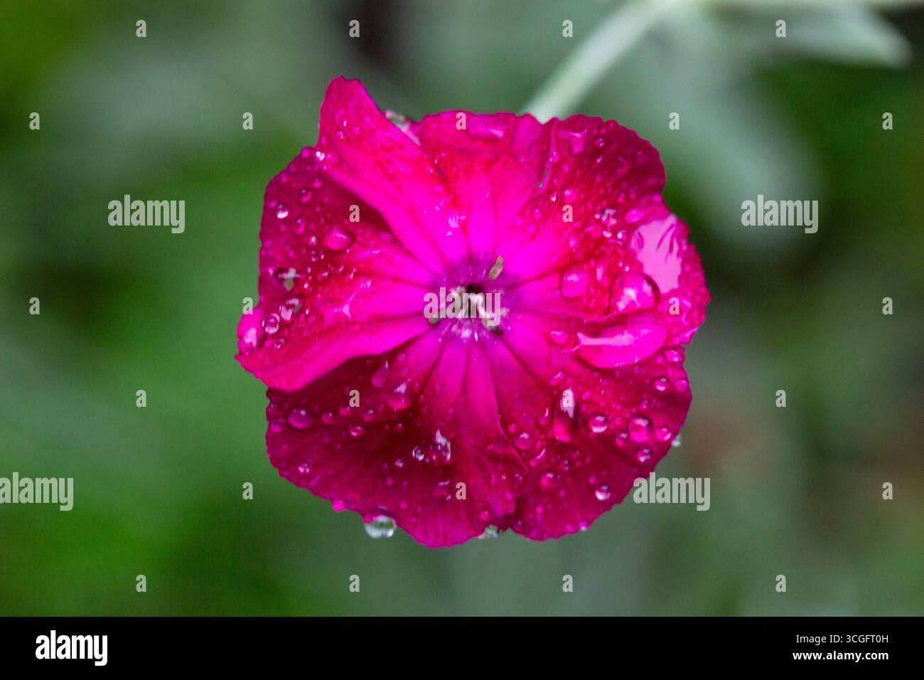 Gros plan sur les fleurs de campion rose vibrantes avec des pétales délicats et des gouttelettes d'eau, mettant en valeur la beauté de la nature dans un jardin printanier. Banque D'Images