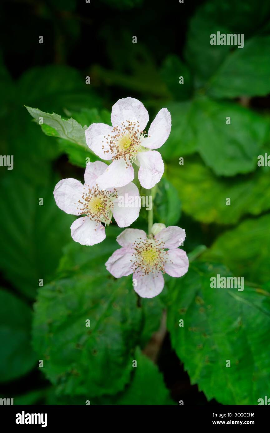 Trois Bramble blanc, (mûre sauvage), fleurs Banque D'Images