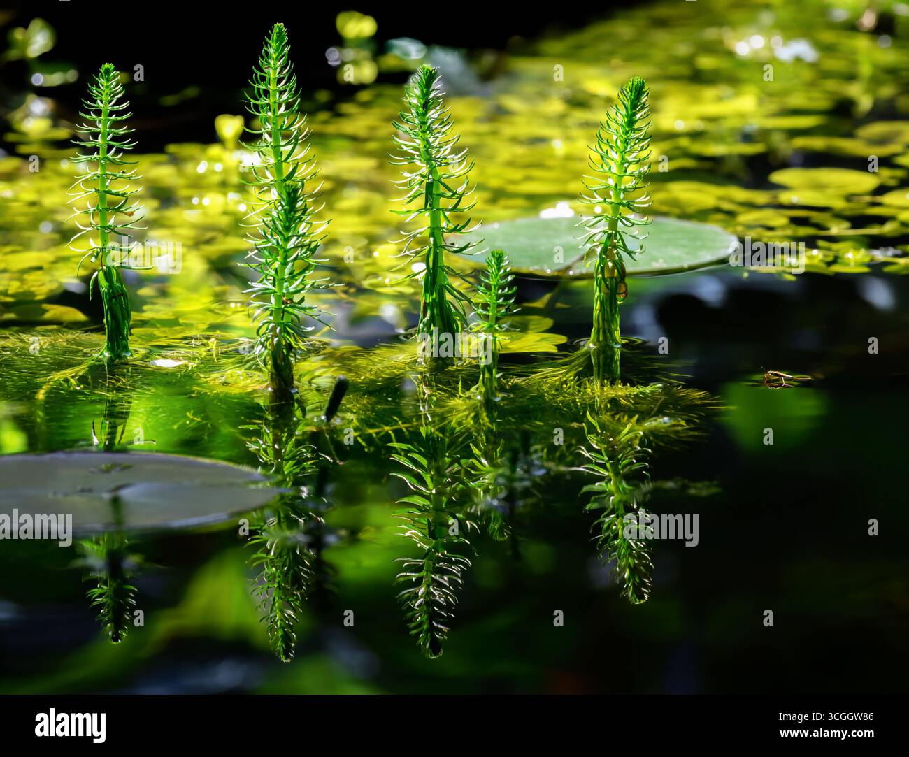 Gros plan sur les plantes aquatiques de la queue de jument commune dans un étang Banque D'Images