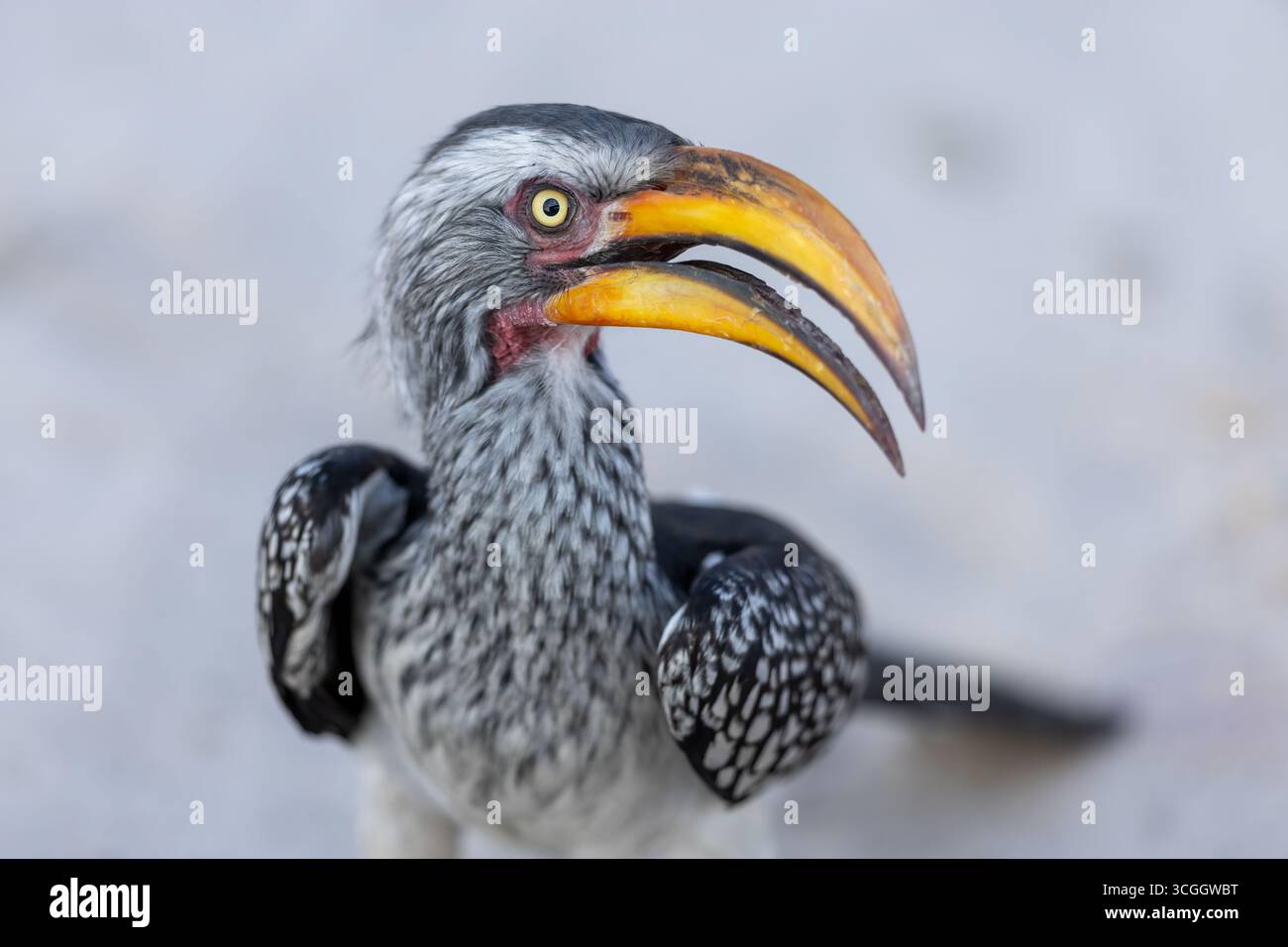Portrait d'un Hornbill à bec jaune du Sud - Savute, Parc national de Chobe, Botswana, Afrique Banque D'Images