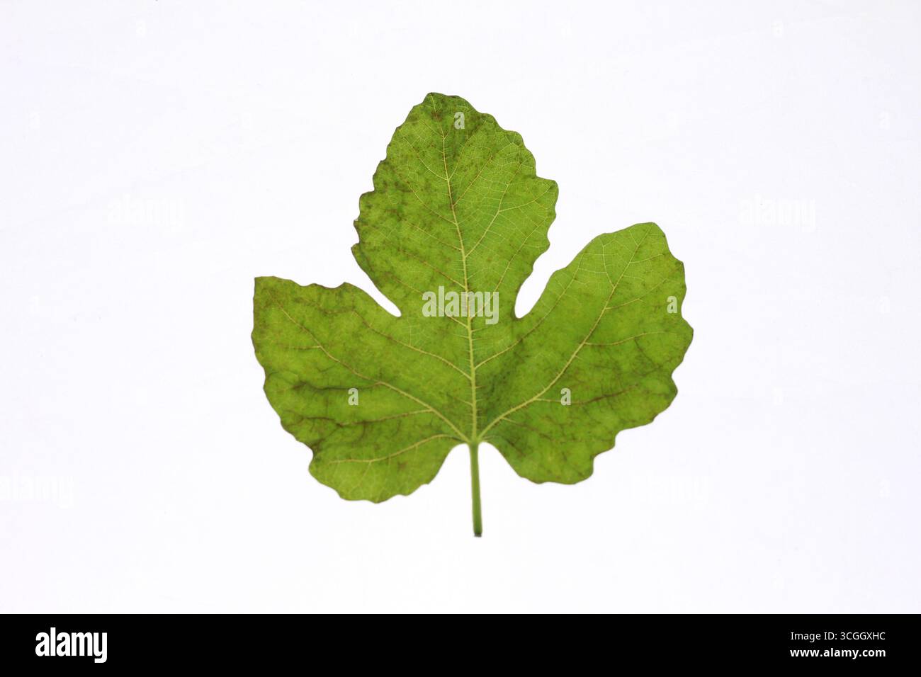 Feuille de figue verte isolée sur un fond blanc. Banque D'Images