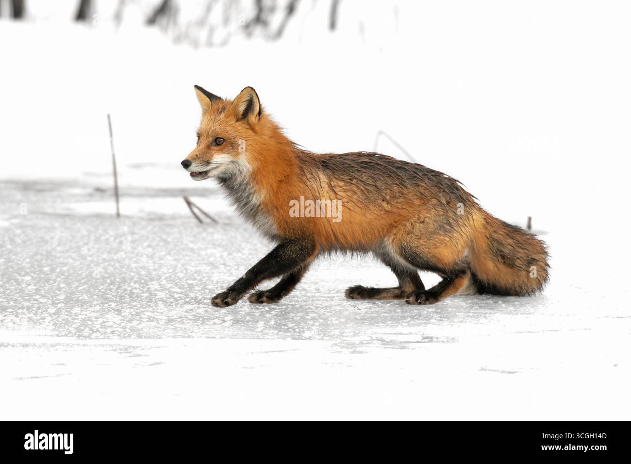 Renard rouge (Vulpes vulpes) sur un étang d'eau douce recouvert de neige et de glace. Février dans le parc national Acadia, Maine, États-Unis. Banque D'Images