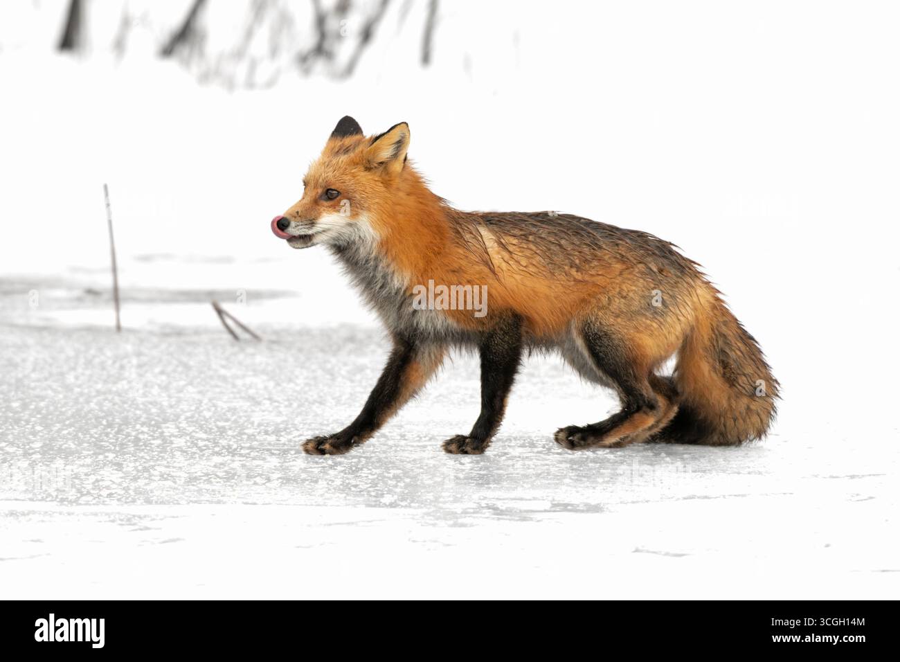 Renard rouge (Vulpes vulpes) sur un étang d'eau douce recouvert de neige et de glace. Février dans le parc national Acadia, Maine, États-Unis. Banque D'Images