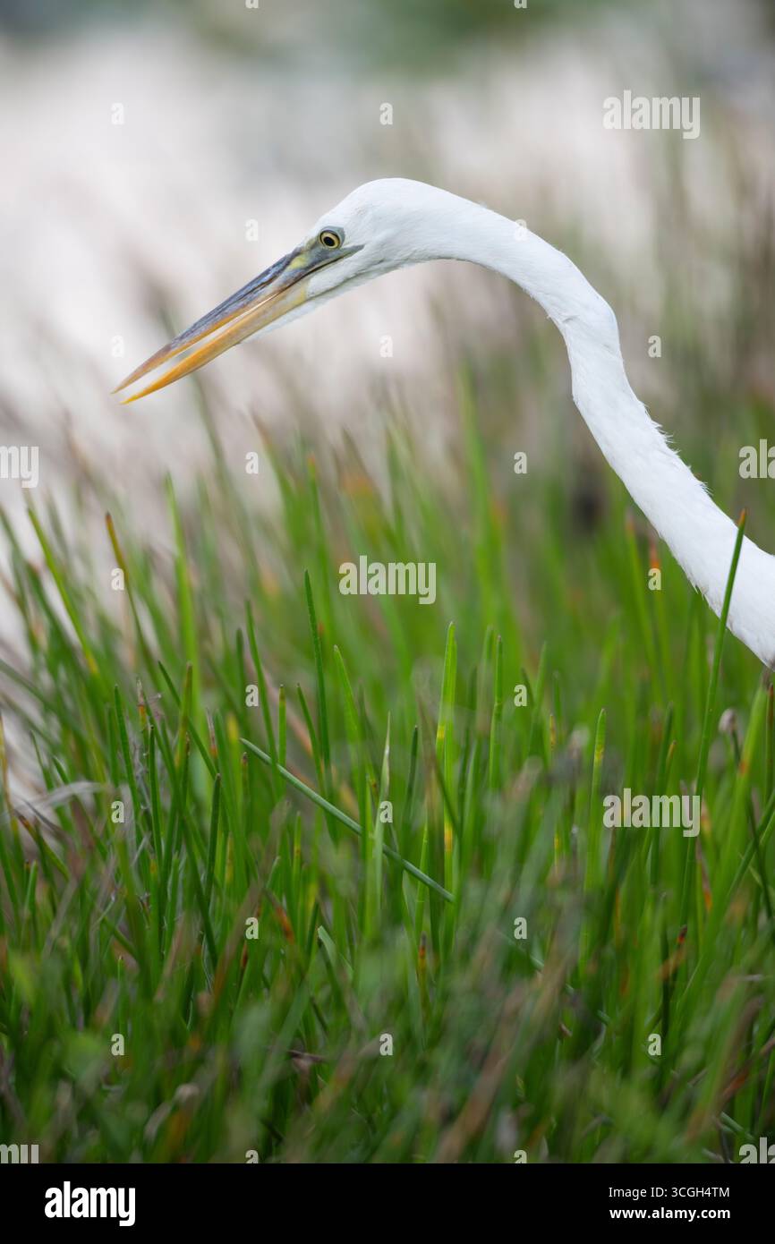 Grand Héron bleu (Ardea herodias). Phase blanche, anciennement connue sous le nom de Great White Heron. Mars dans le parc national des Everglades, Floride. Banque D'Images Grand Héron bleu (Ardea herodias). Phase blanche, anciennement connue sous le nom de Great White Heron. Mars dans le parc national des Everglades, Floride. Banque D'Images