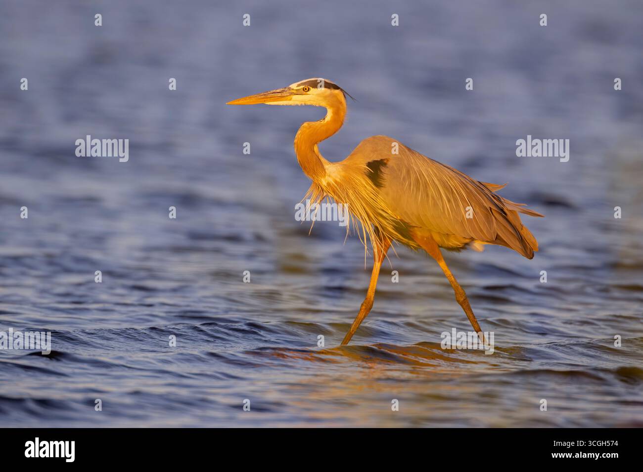 Un Grand Héron bleu (Ardea herodias) pêchant au coucher du soleil. Mars dans le parc national de Myakka River, Floride. Banque D'Images Un Grand Héron bleu (Ardea herodias) pêchant au coucher du soleil. Mars dans le parc national de Myakka River, Floride. Banque D'Images