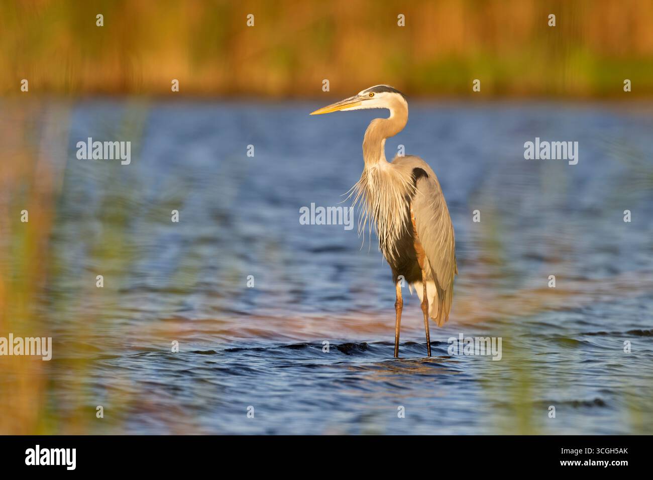 Un Grand Héron bleu (Ardea herodias) pêchant au coucher du soleil. Mars dans le parc national de Myakka River, Floride. Banque D'Images Un Grand Héron bleu (Ardea herodias) pêchant au coucher du soleil. Mars dans le parc national de Myakka River, Floride. Banque D'Images