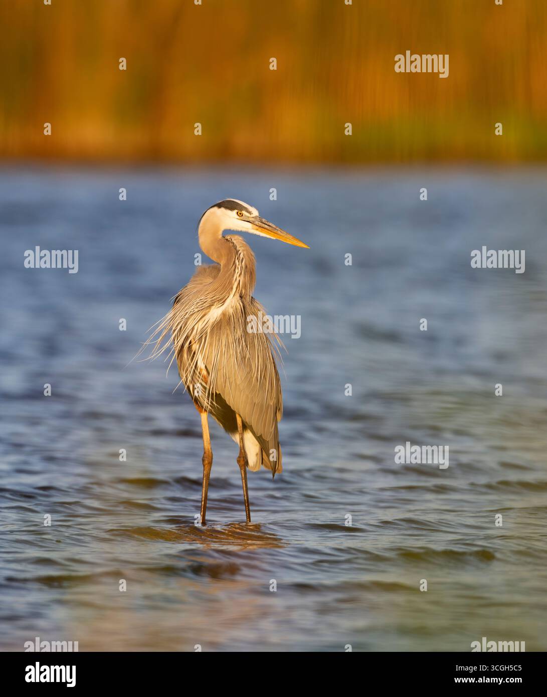 Un Grand Héron bleu (Ardea herodias) pêchant au coucher du soleil. Mars dans le parc national de Myakka River, Floride. Banque D'Images Un Grand Héron bleu (Ardea herodias) pêchant au coucher du soleil. Mars dans le parc national de Myakka River, Floride. Banque D'Images