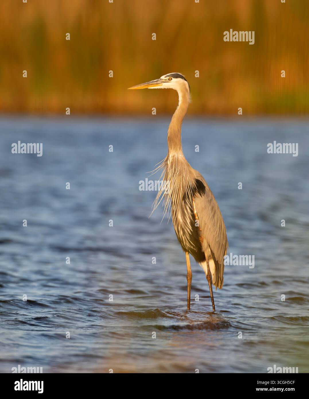 Un Grand Héron bleu (Ardea herodias) pêchant au coucher du soleil. Mars dans le parc national de Myakka River, Floride. Banque D'Images Un Grand Héron bleu (Ardea herodias) pêchant au coucher du soleil. Mars dans le parc national de Myakka River, Floride. Banque D'Images