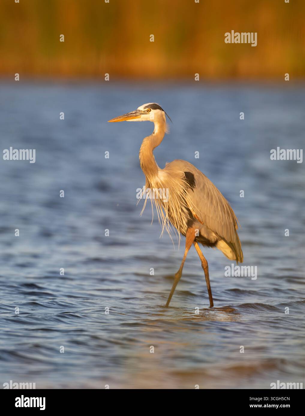 Un Grand Héron bleu (Ardea herodias) pêchant au coucher du soleil. Mars dans le parc national de Myakka River, Floride. Banque D'Images Un Grand Héron bleu (Ardea herodias) pêchant au coucher du soleil. Mars dans le parc national de Myakka River, Floride. Banque D'Images