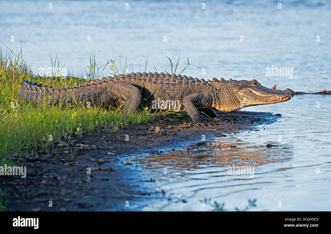 Alligator américain (A. mississippiensis). Soirée de mars dans le parc national de Myakka River, Floride. Banque D'Images