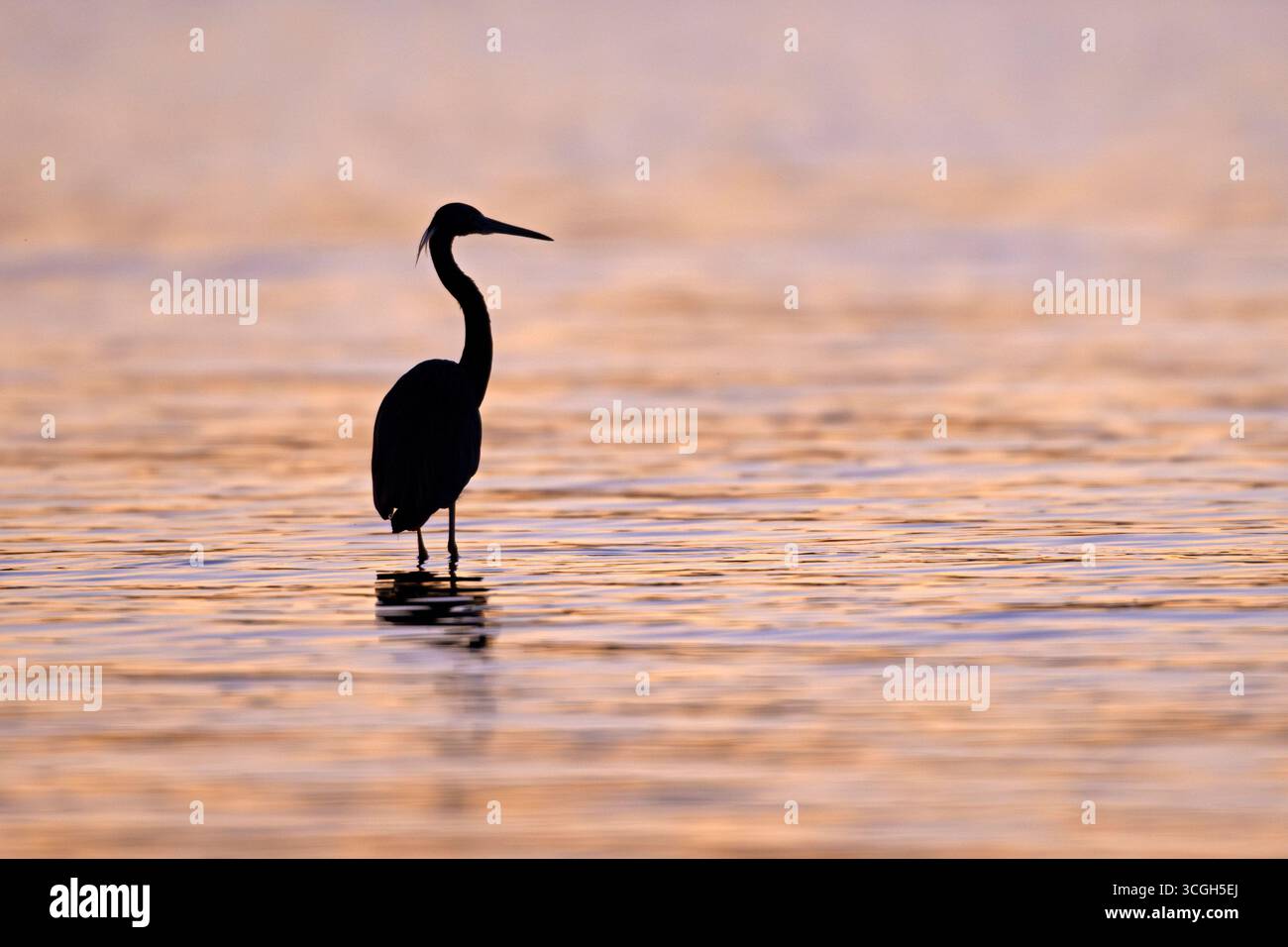 Un Grand Héron bleu (Ardea herodias) pêchant au coucher du soleil. Mars dans le parc national de Myakka River, Floride. Banque D'Images Un Grand Héron bleu (Ardea herodias) pêchant au coucher du soleil. Mars dans le parc national de Myakka River, Floride. Banque D'Images