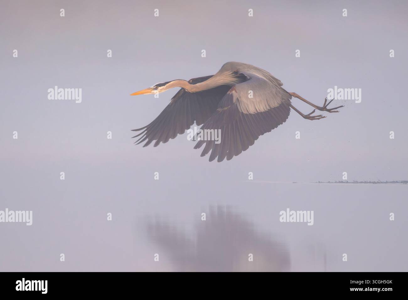 Un Grand Héron bleu (Ardea herodias) dans ta brume légère au lever du soleil. Mars dans le parc national de Myakka River, Floride. Banque D'Images Un Grand Héron bleu (Ardea herodias) dans ta brume légère au lever du soleil. Mars dans le parc national de Myakka River, Floride. Banque D'Images