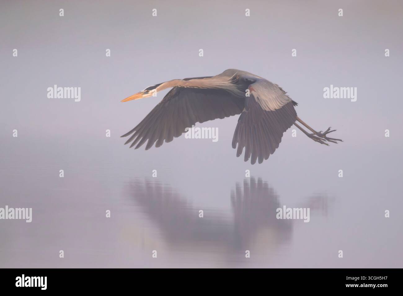 Un Grand Héron bleu (Ardea herodias) dans ta brume légère au lever du soleil. Mars dans le parc national de Myakka River, Floride. Banque D'Images Un Grand Héron bleu (Ardea herodias) dans ta brume légère au lever du soleil. Mars dans le parc national de Myakka River, Floride. Banque D'Images