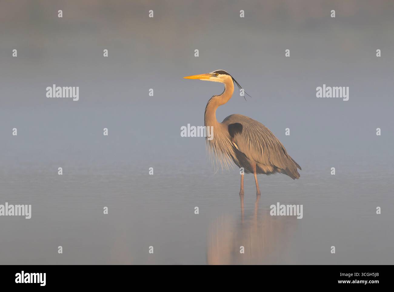 Un Grand Héron bleu (Ardea herodias) dans ta brume légère au lever du soleil. Mars dans le parc national de Myakka River, Floride. Banque D'Images Un Grand Héron bleu (Ardea herodias) dans ta brume légère au lever du soleil. Mars dans le parc national de Myakka River, Floride. Banque D'Images