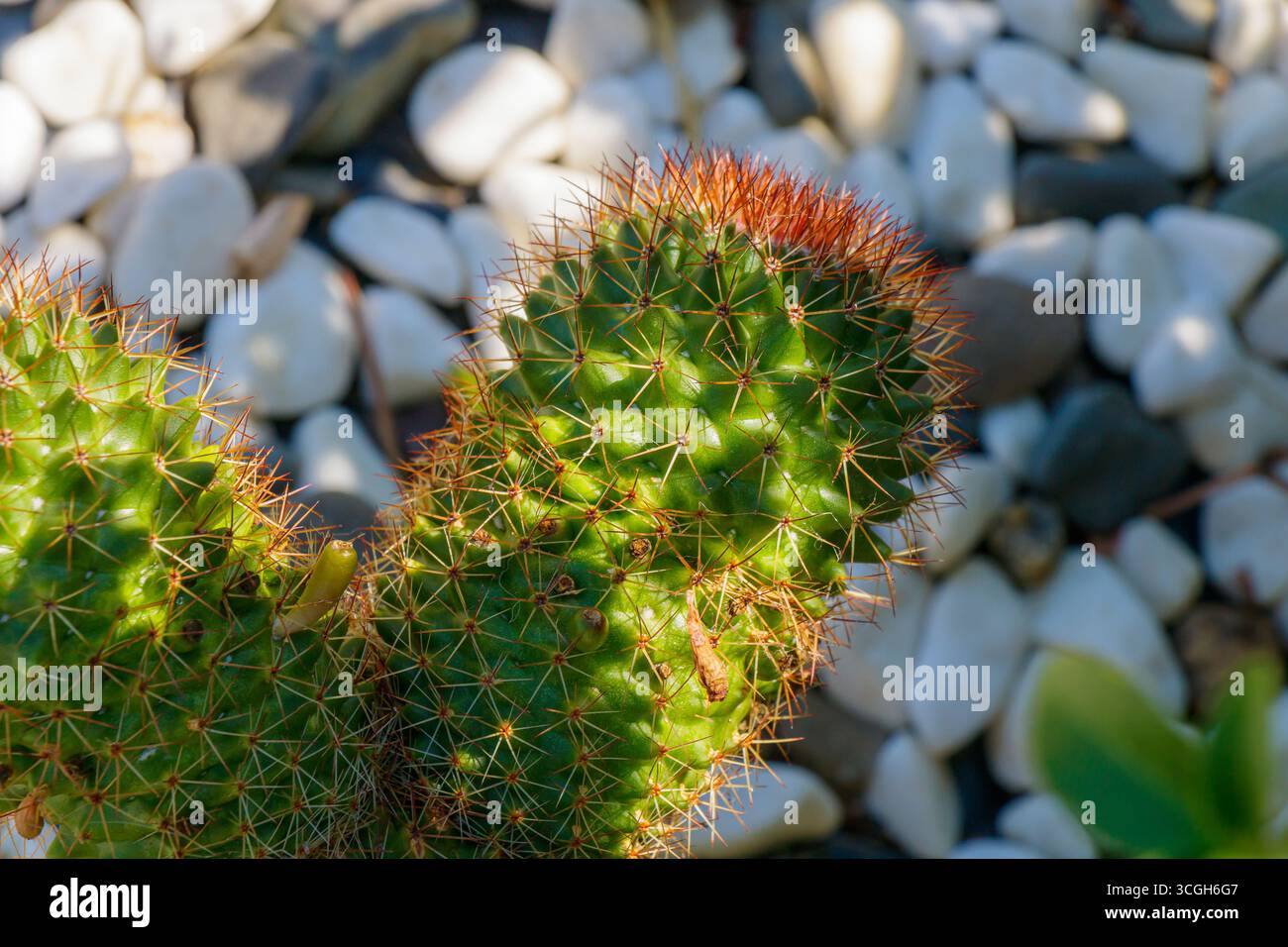 Vue rapprochée d'un cactus présentant des épines brillantes, entouré d'un ensemble de galets lisses. Cette plante luxuriante prospère dans un jardin ensoleillé, mettant en valeur Banque D'Images