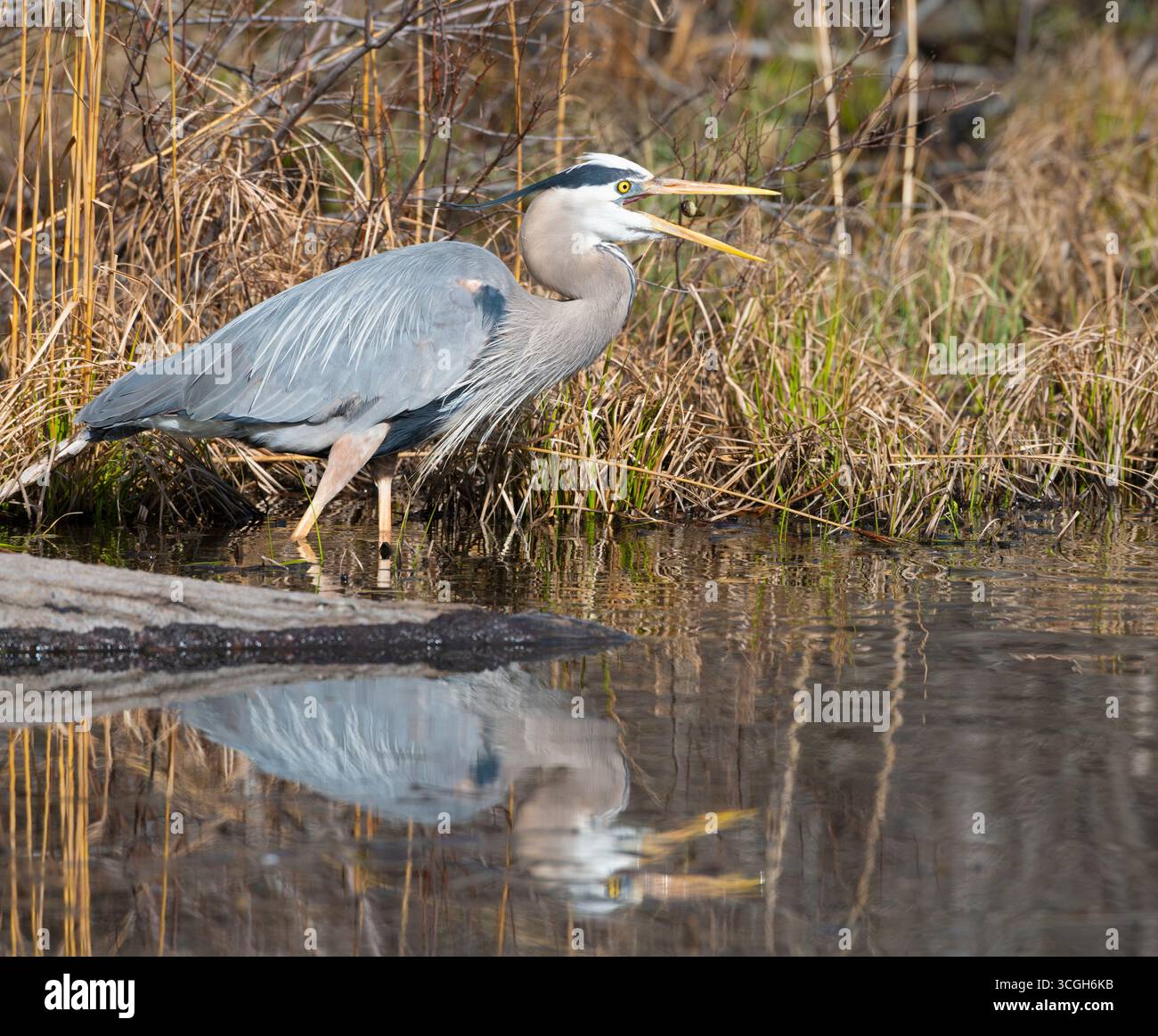 Grand Héron bleu (Ardea herodias) avec des poissons. Avril dans le parc national d'Acadia, Maine, États-Unis. Banque D'Images Grand Héron bleu (Ardea herodias) avec des poissons. Avril dans le parc national d'Acadia, Maine, États-Unis. Banque D'Images