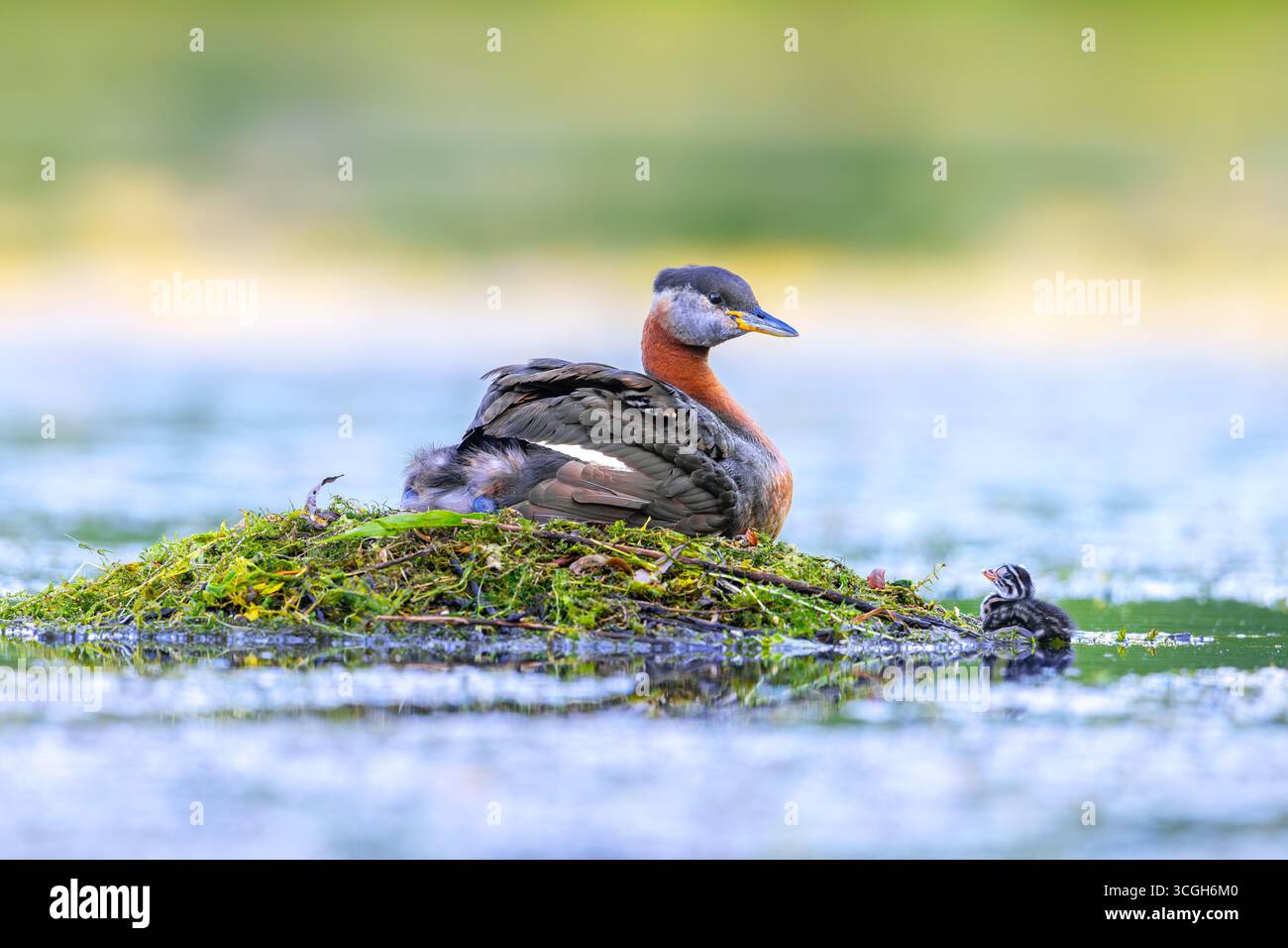 Grèbe à cou rouge (Podiceps grisegena) adulte en plumage de reproduction sur le nid avec poussin se cachant sur son dos et une autre baignade dans le lac en été Banque D'Images