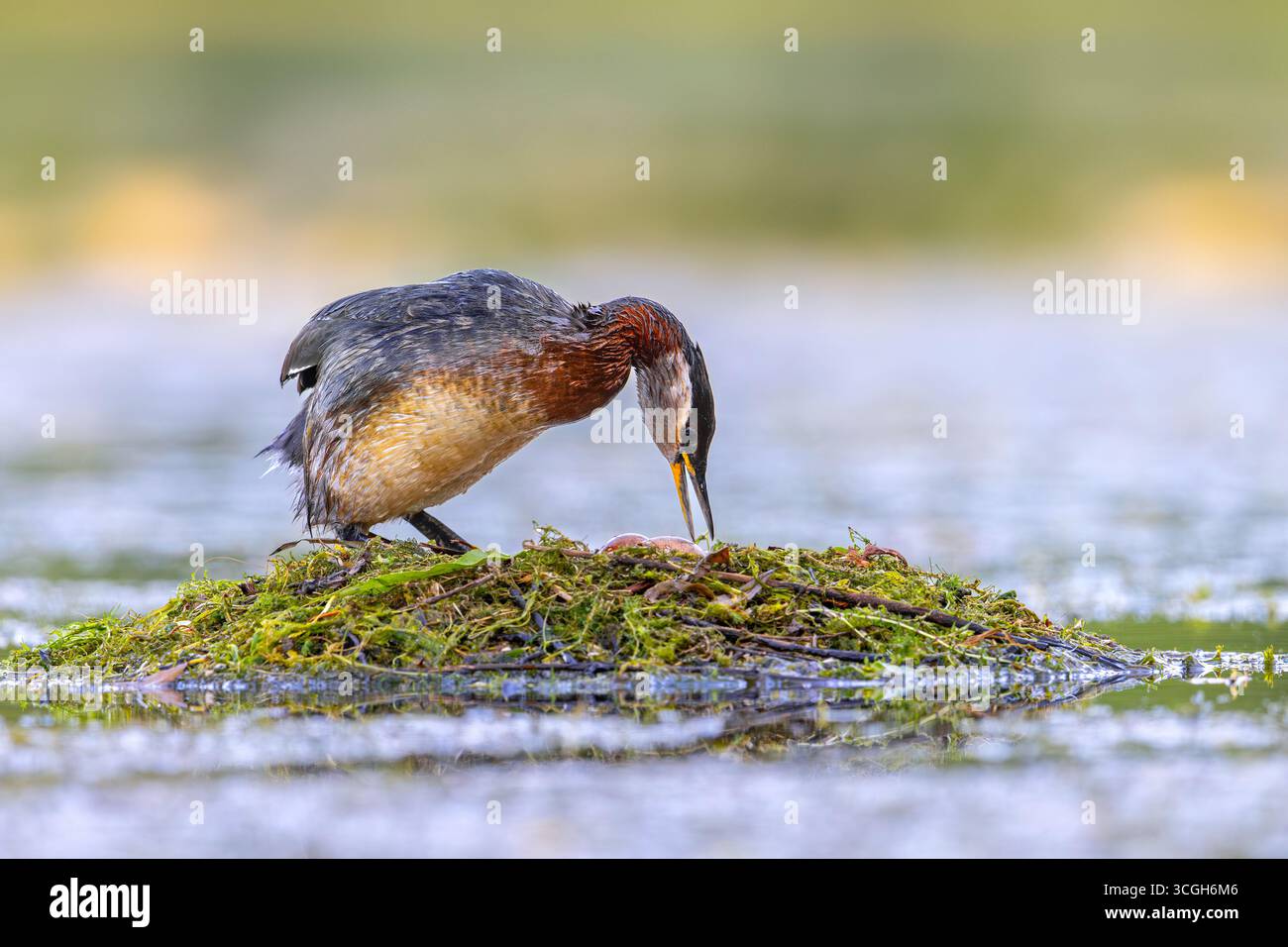 Grebe à cou rouge (Podiceps grisegena) nichant adulte dans le plumage de reproduction tournant deux œufs dans le nid dans le lac en été Banque D'Images