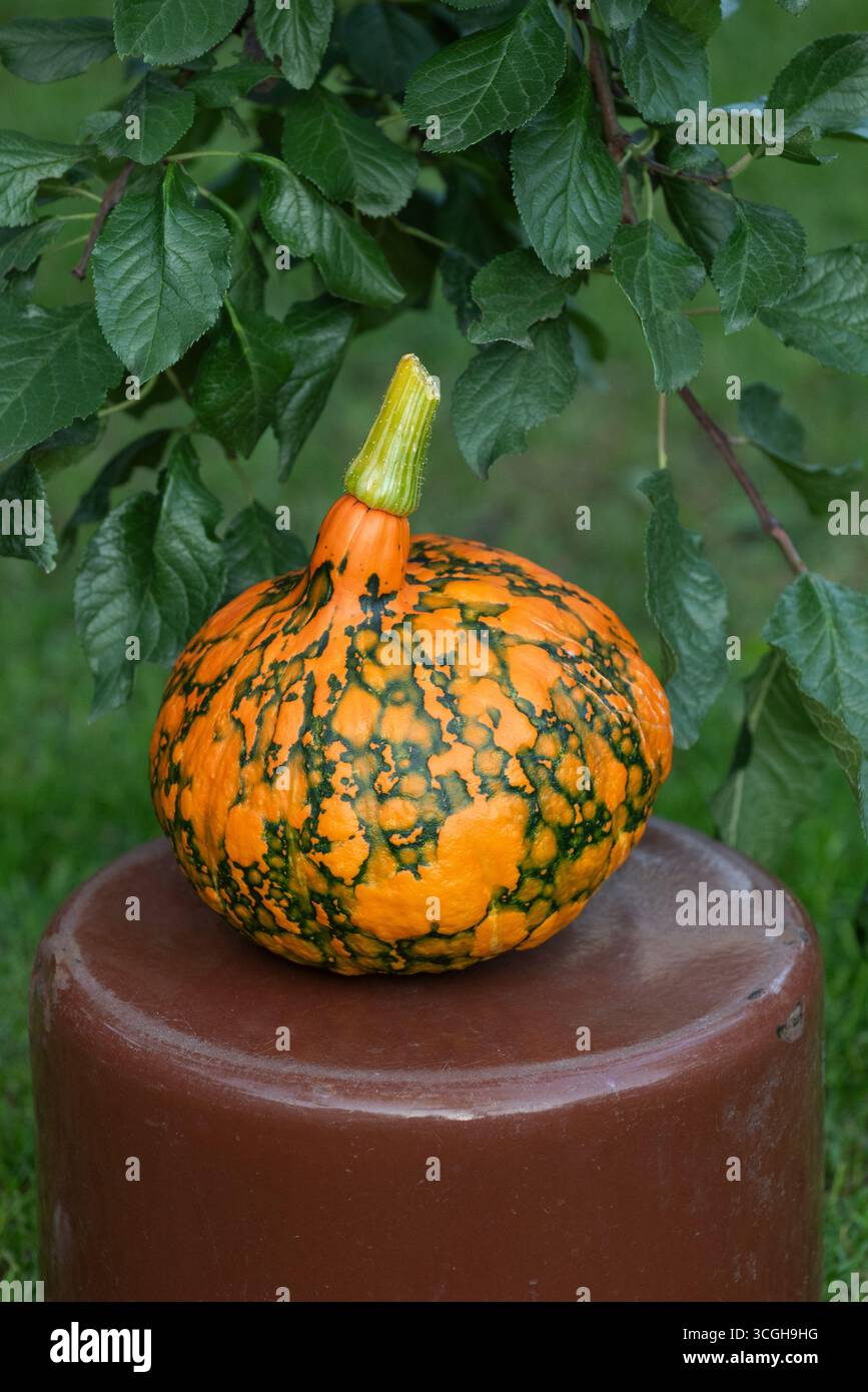 Fruit de citrouille présentant des marbrures et une décoloration caractéristiques causées par la maladie virale de la mosaïque, communément associée au virus de la mosaïque du concombre ou zucc Banque D'Images