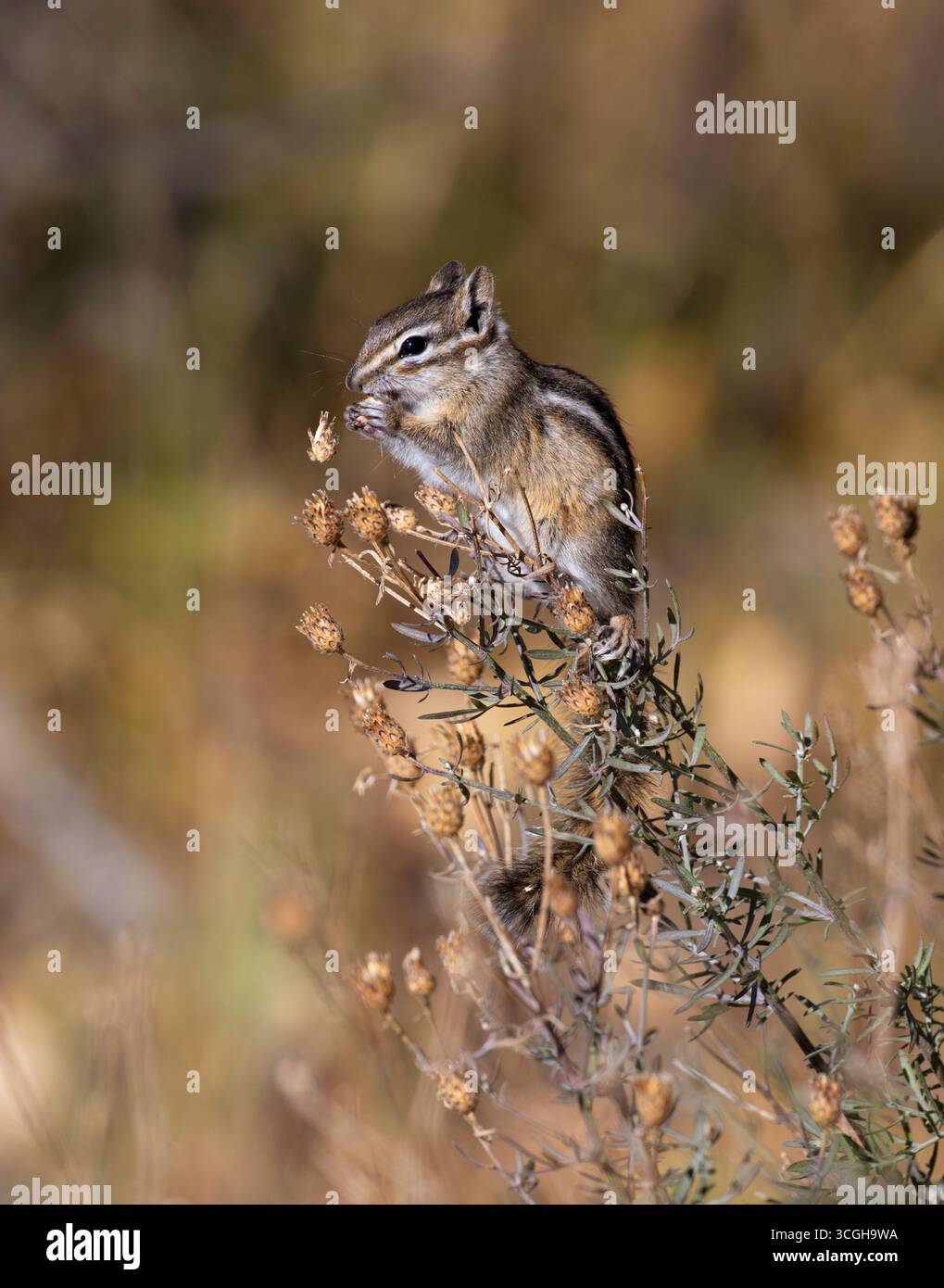 Un moindres Chipmunk (Tamias minimus) se nourrissant au coucher du soleil dans les Grand Tetons. Octobre dans le parc national de Grand Teton, Wyoming. Banque D'Images