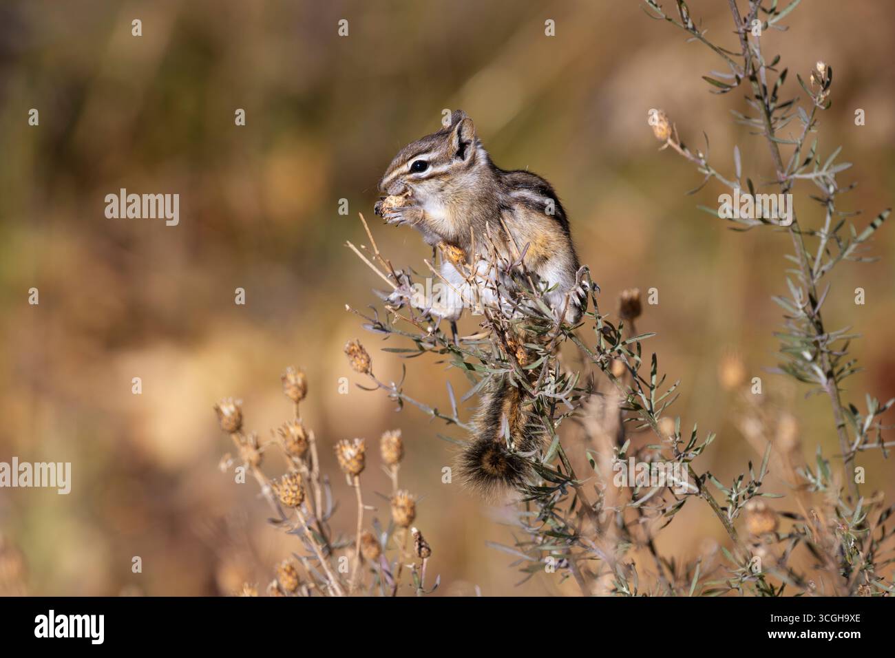Un moindres Chipmunk (Tamias minimus) se nourrissant au coucher du soleil dans les Grand Tetons. Octobre dans le parc national de Grand Teton, Wyoming. Banque D'Images