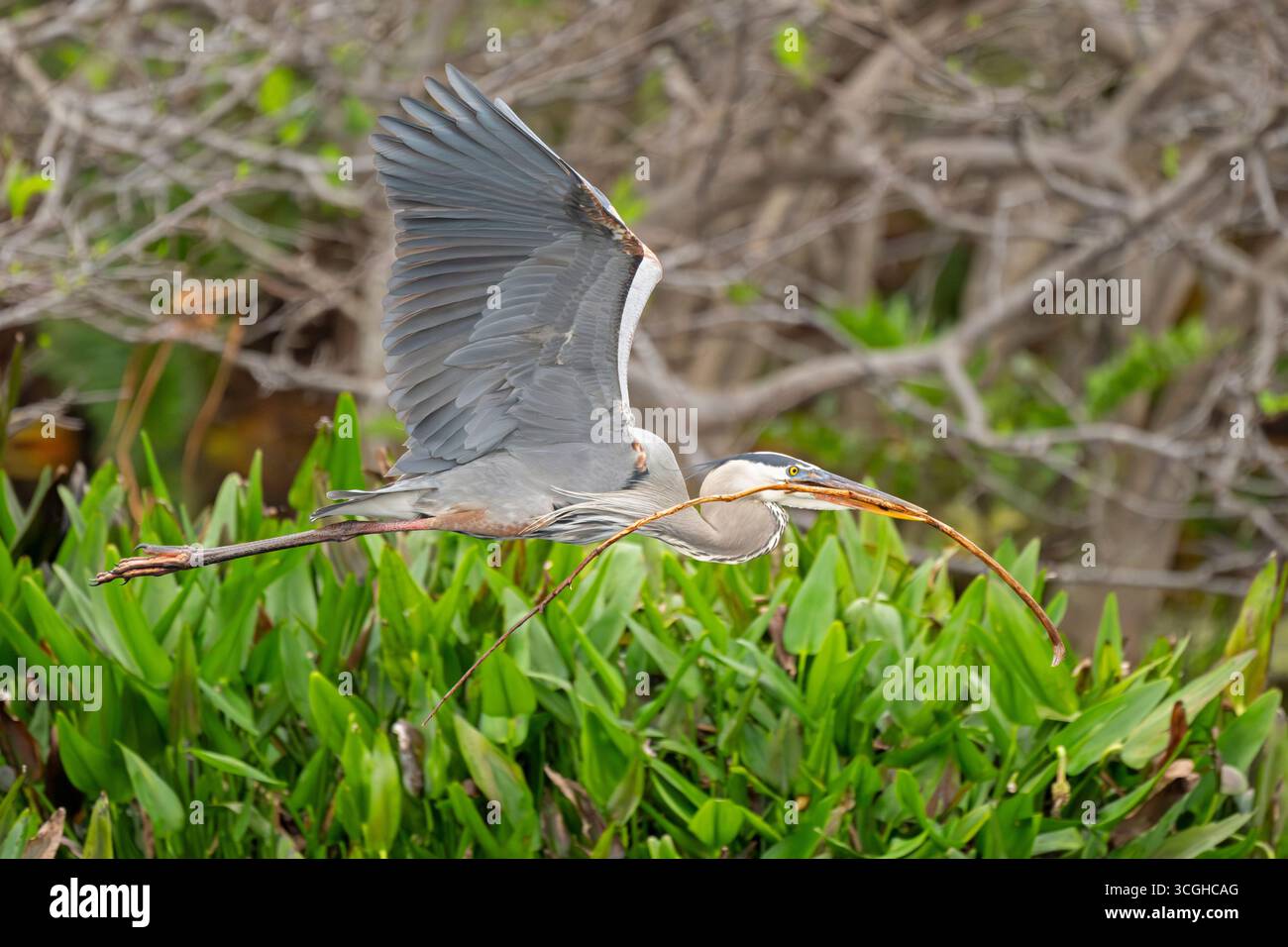Grand Héron bleu (Ardea herodias) portant un bâton à son nid. Marche dans les zones humides de Wakodahatchee, comté de Palm Beach, Floride. Banque D'Images Grand Héron bleu (Ardea herodias) portant un bâton à son nid. Marche dans les zones humides de Wakodahatchee, comté de Palm Beach, Floride. Banque D'Images