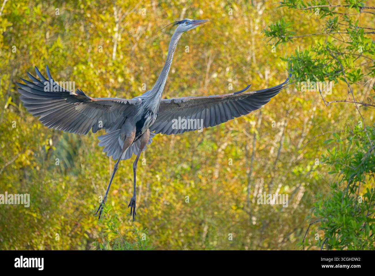 Grand Héron bleu (Ardea herodias). Marche à l'Audubon Venice Rookery, Floride. Banque D'Images Grand Héron bleu (Ardea herodias). Marche à l'Audubon Venice Rookery, Floride. Banque D'Images