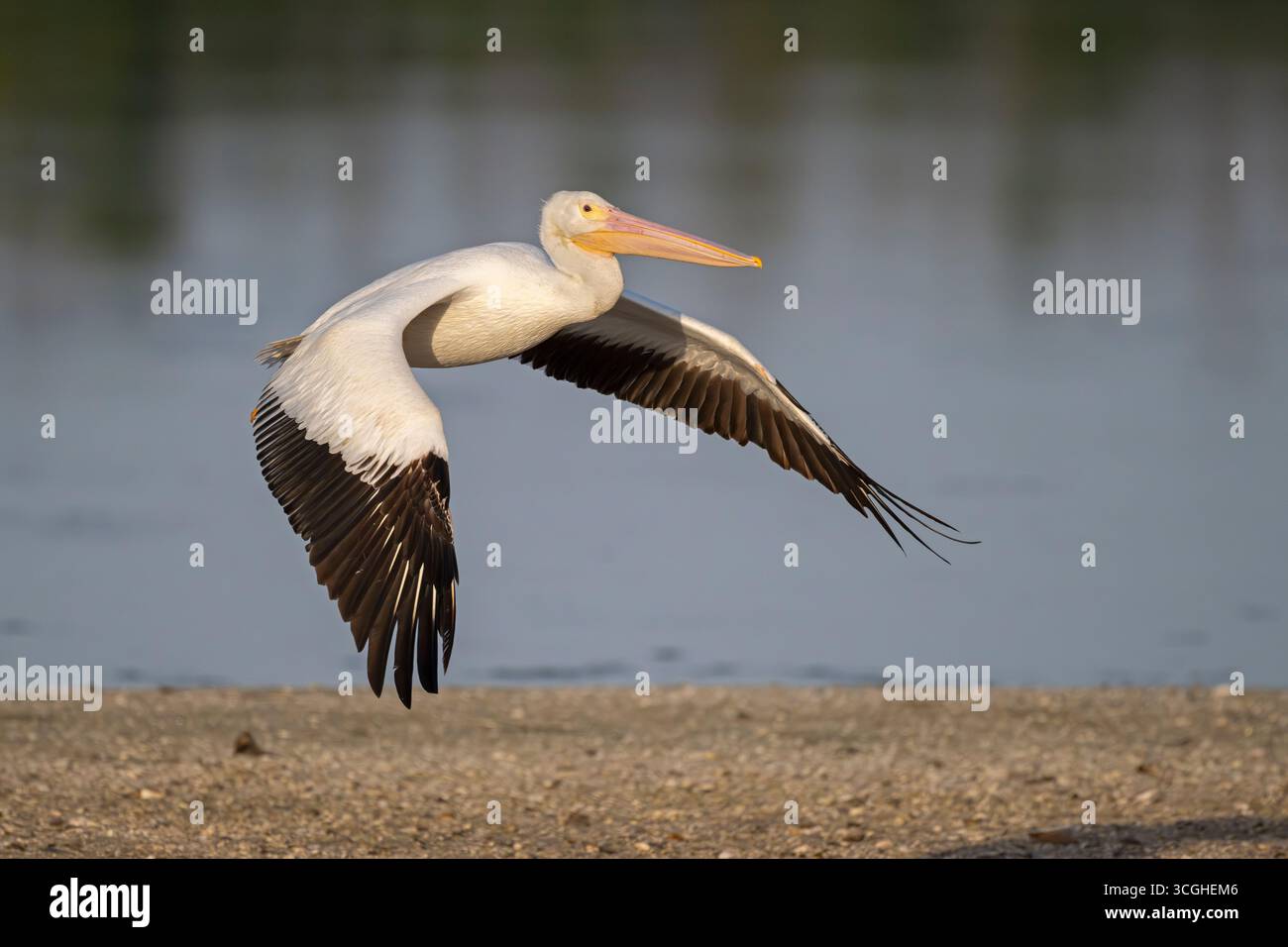 Pelican blanc (Pelecanus erythrorhynchos). Mars dans la réserve naturelle nationale de Ding Darling, île de Sanibel, Floride. Banque D'Images