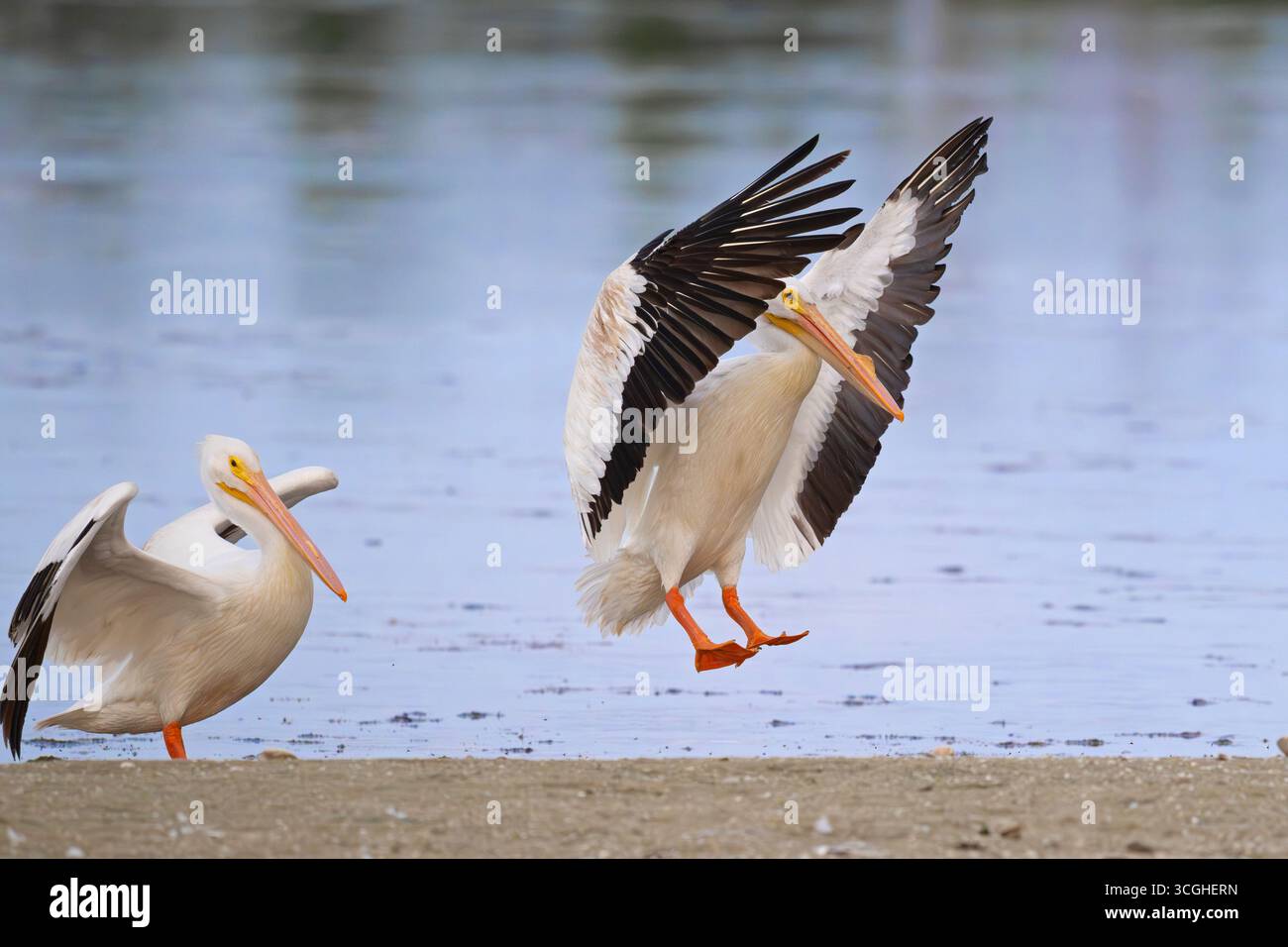 Pelican blanc (Pelecanus erythrorhynchos). Mars dans la réserve naturelle nationale de Ding Darling, île de Sanibel, Floride. Banque D'Images