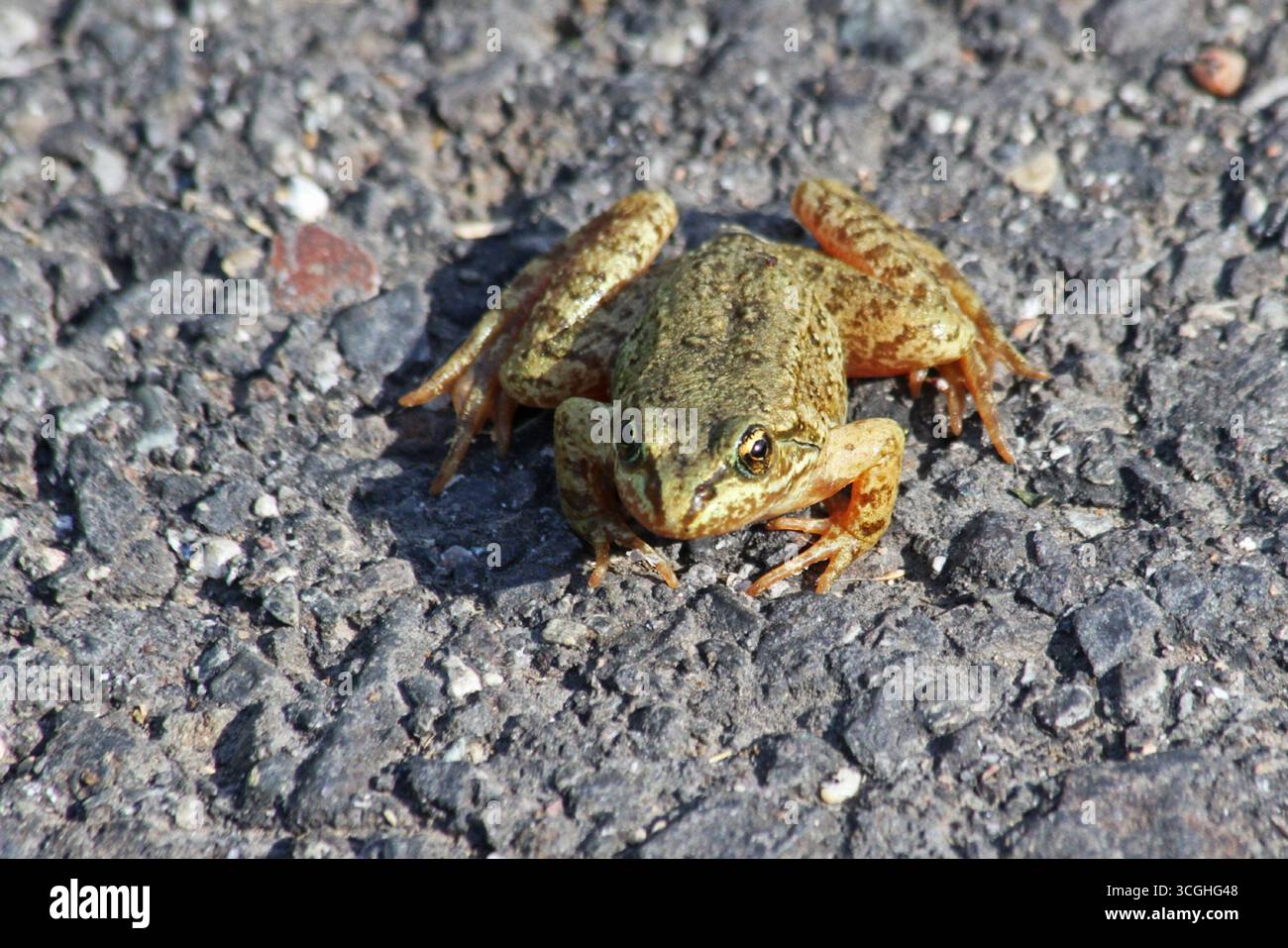 Grenouille tachetée Columbia. Espèce Rana luteiventris. Image reproduite avec l'aimable autorisation du U.S. Fish & Wildlife Service. Banque D'Images