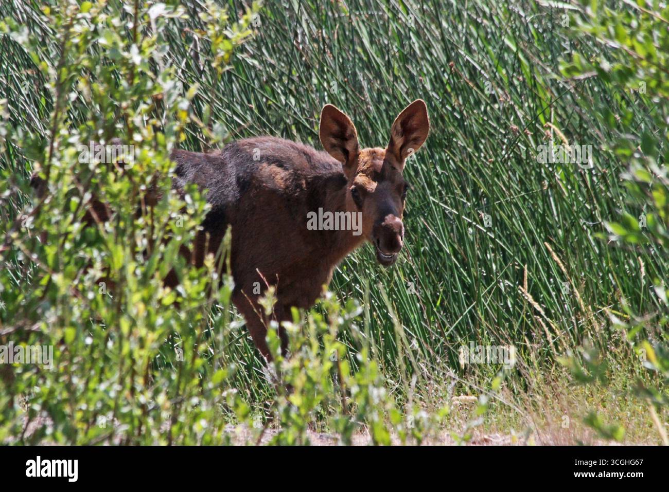 Veau d'orignal au lac Blackhorse. Espèce Alces alces. Image reproduite avec l'aimable autorisation du U.S. Fish & Wildlife Service. Banque D'Images
