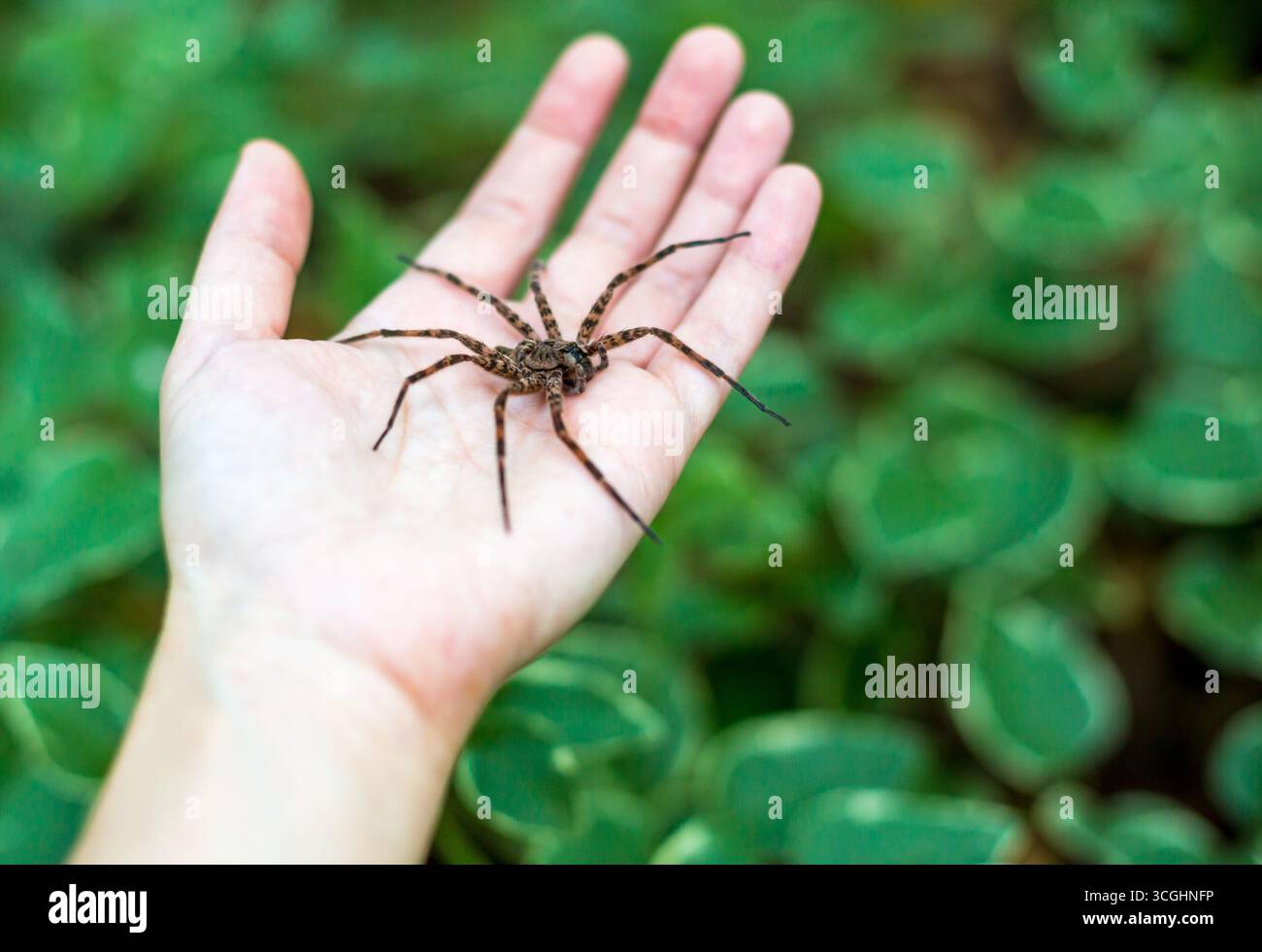 Une grande araignée de pêche (Dolomedes tenebrosus) dans la paume de la main d'une personne Banque D'Images