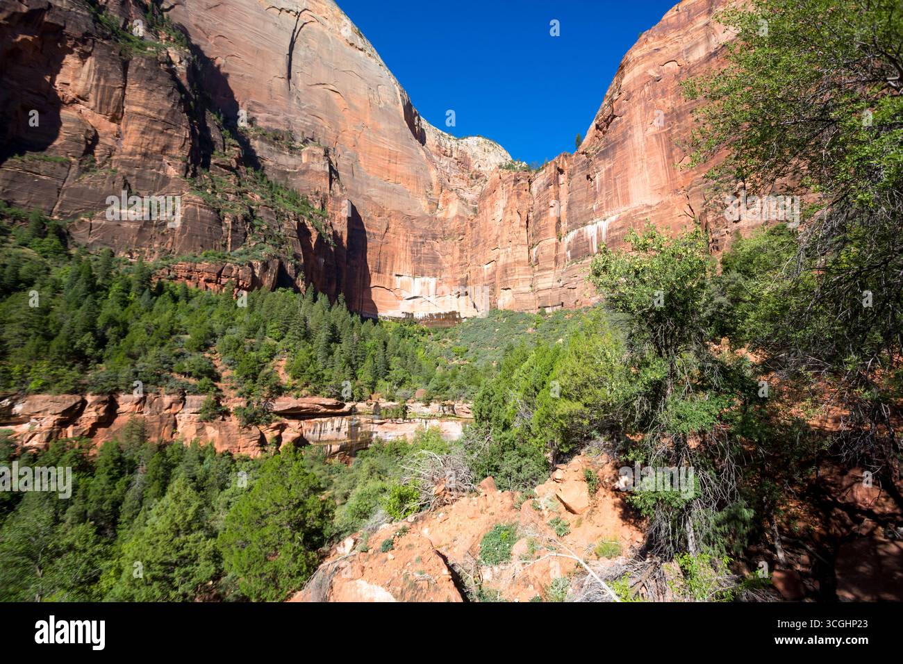 Hautes falaises de grès le long de la piste Kayenta près des Emerald Pools dans le parc national de Zion, Utah Banque D'Images