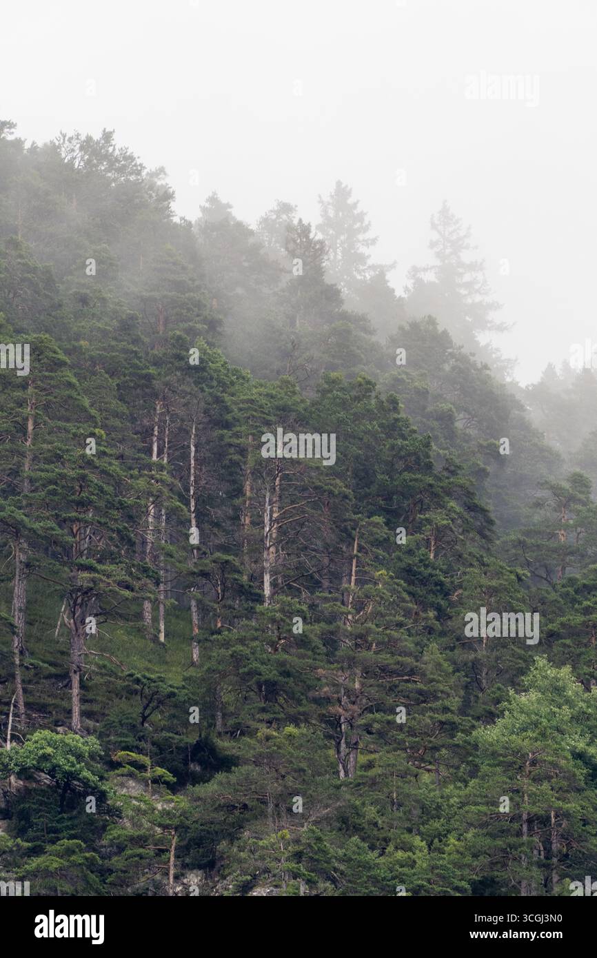 Pente montagneuse brumeuse recouverte d'arbres à feuilles persistantes, projetant des silhouettes ombragées à travers un épais brouillard matinal, révélant la tranquillité de la nature sauvage Banque D'Images