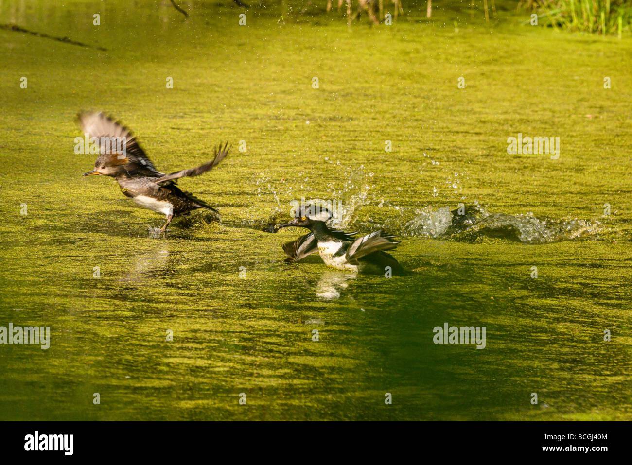 Les mergansers à capuche (Lophodytes cucullatus) s'envolent d'une zone humide couverte de verdure à la réserve naturelle nationale de Little Pend oreille. Banque D'Images