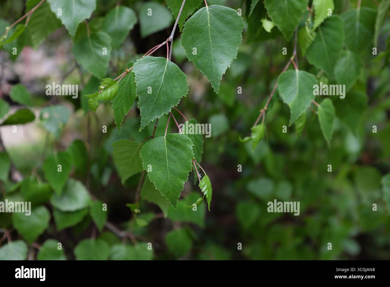 Betula verrucosa Roth. (Youngii), plantes d'extérieur 2020 Banque D'Images