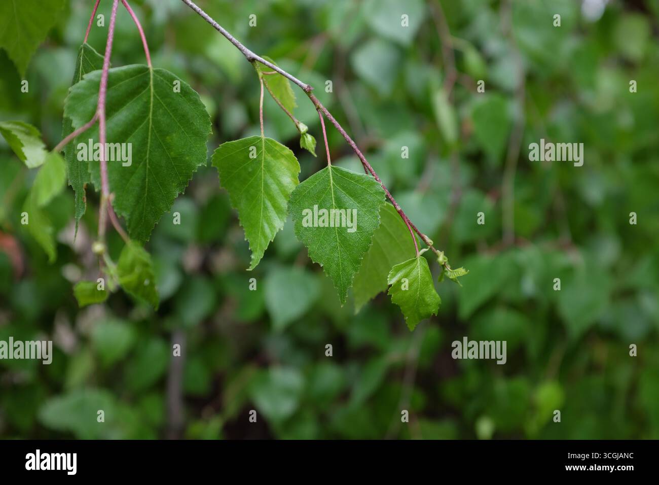 Betula verrucosa Roth. (Youngii), plantes d'extérieur 2020 Banque D'Images
