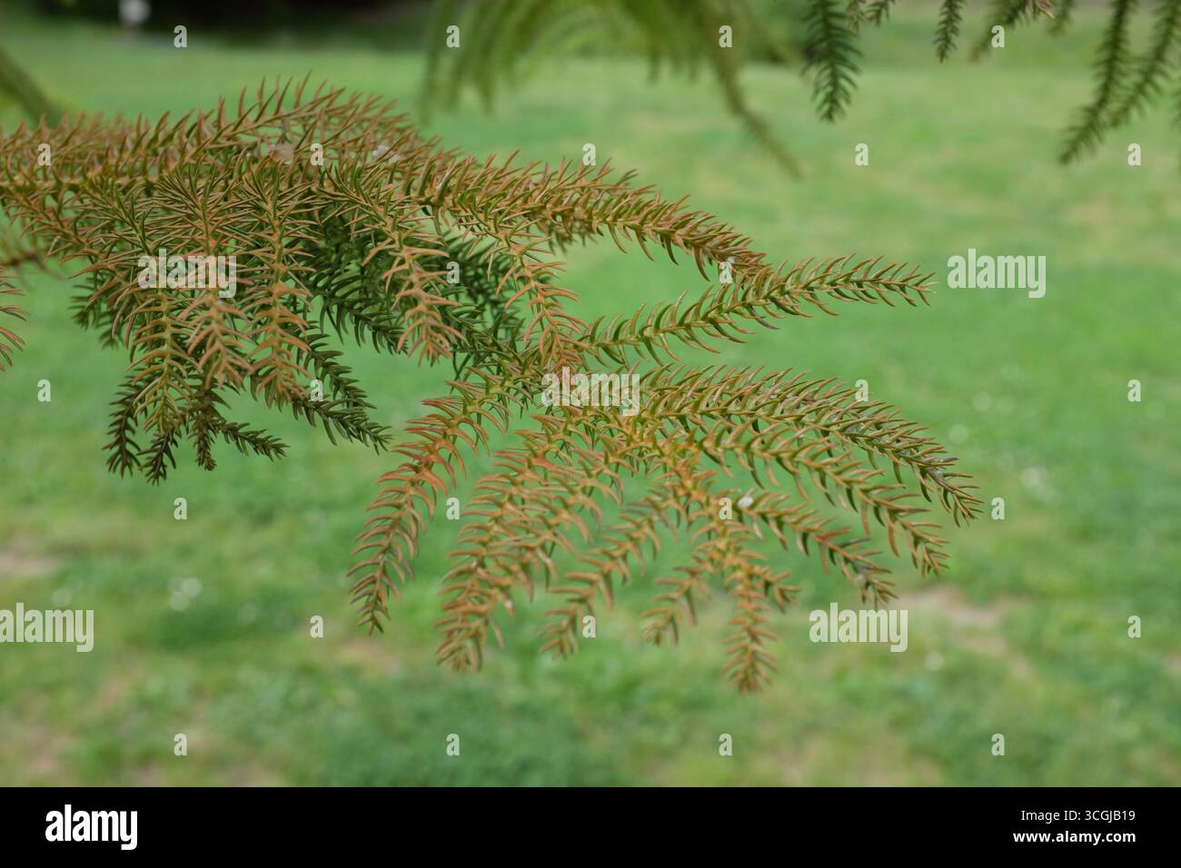 Araucaria excelsa (Heterophyla), plantes d'extérieur 2020 Banque D'Images