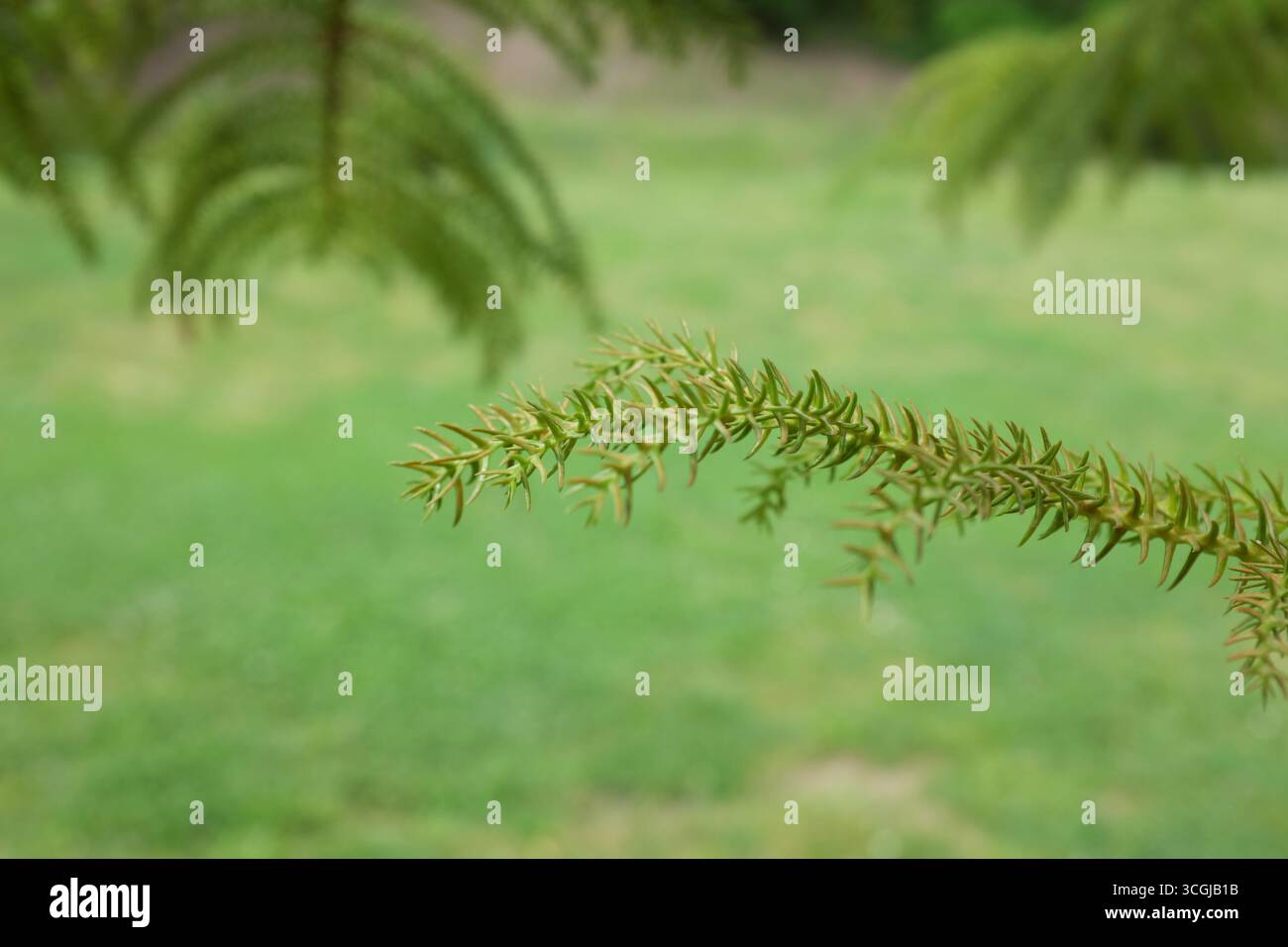 Araucaria excelsa (Heterophyla), plantes d'extérieur 2020 Banque D'Images