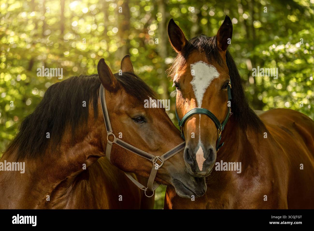 Juments de chevaux de trait d'Allemagne du Sud debout ensemble comme une équipe traditionnelle dans la nature Banque D'Images