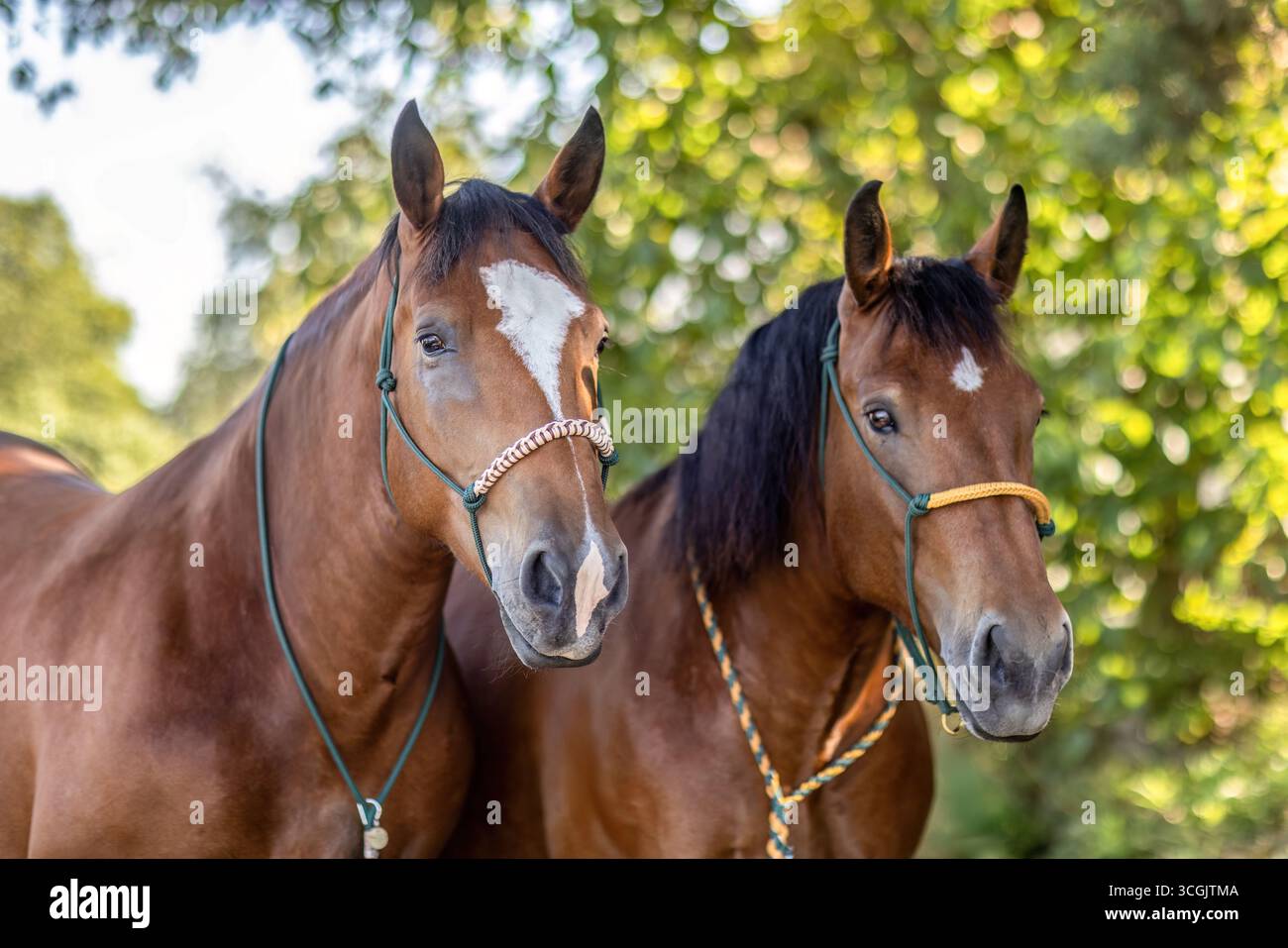 Juments de chevaux de trait d'Allemagne du Sud debout ensemble comme une équipe traditionnelle dans la nature Banque D'Images