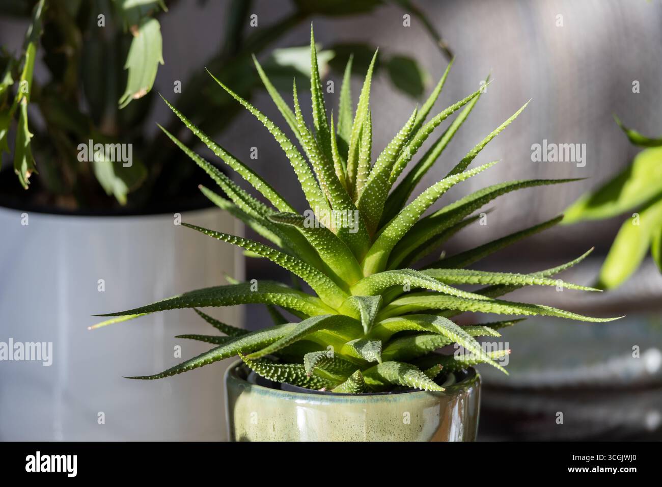 Vue rapprochée de l'intérieur d'une petite plante d'intérieur Haworthia en pot avec arrière-plan défocalisé Banque D'Images