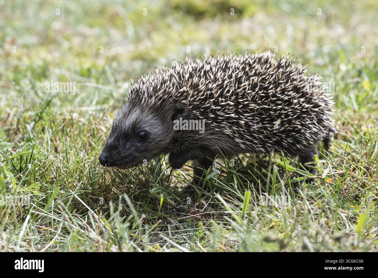 Jeune hérisson (Erinaceus europaeus), Emsland, basse-Saxe, Allemagne Banque D'Images