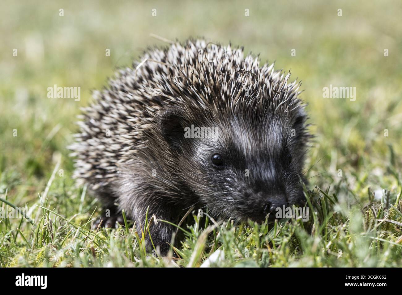 Jeune hérisson (Erinaceus europaeus), Emsland, basse-Saxe, Allemagne Banque D'Images