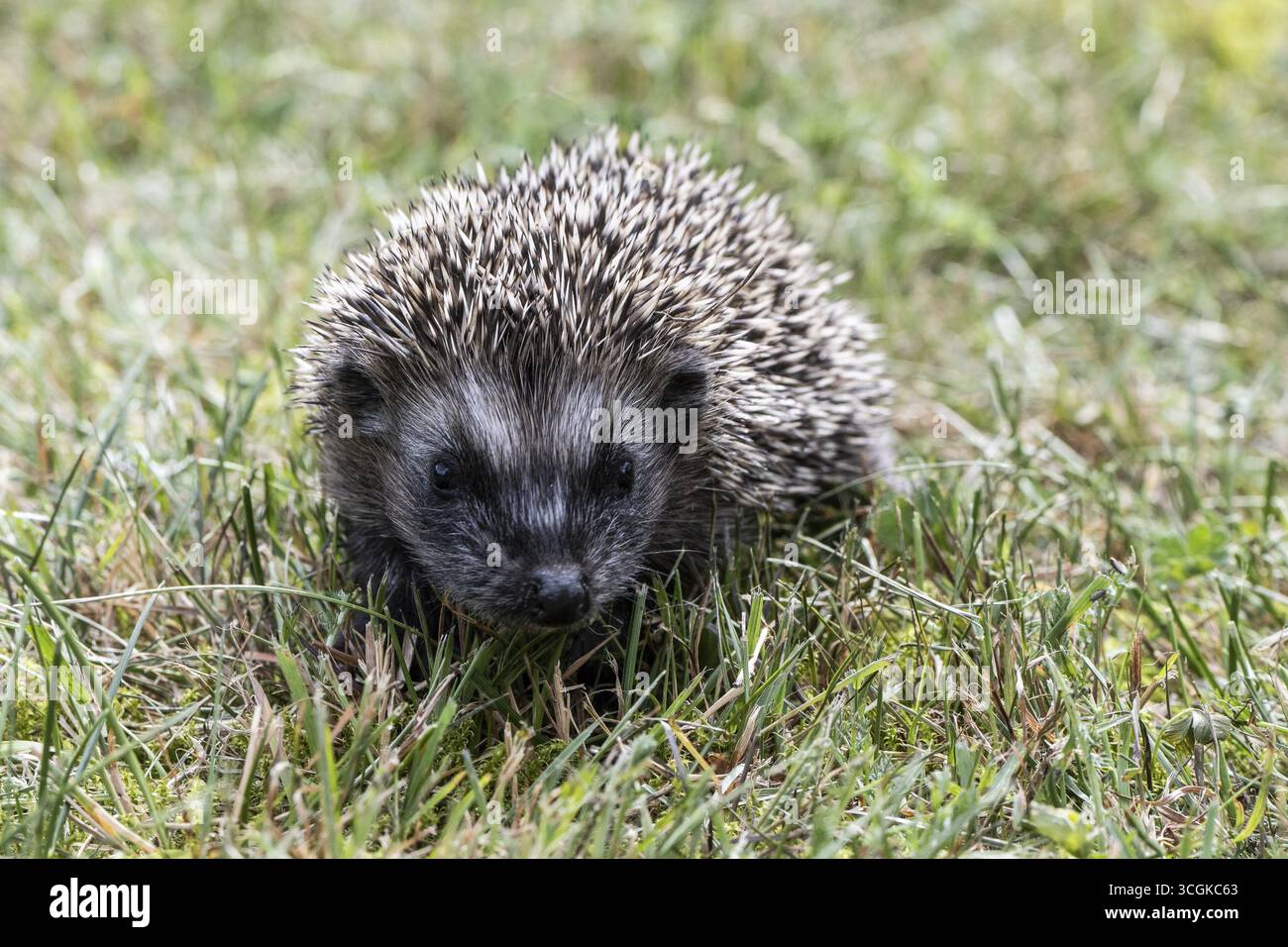 Jeune hérisson (Erinaceus europaeus), Emsland, basse-Saxe, Allemagne Banque D'Images