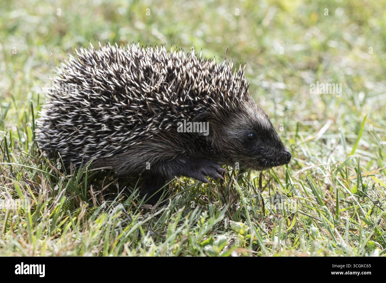 Jeune hérisson (Erinaceus europaeus), Emsland, basse-Saxe, Allemagne Banque D'Images
