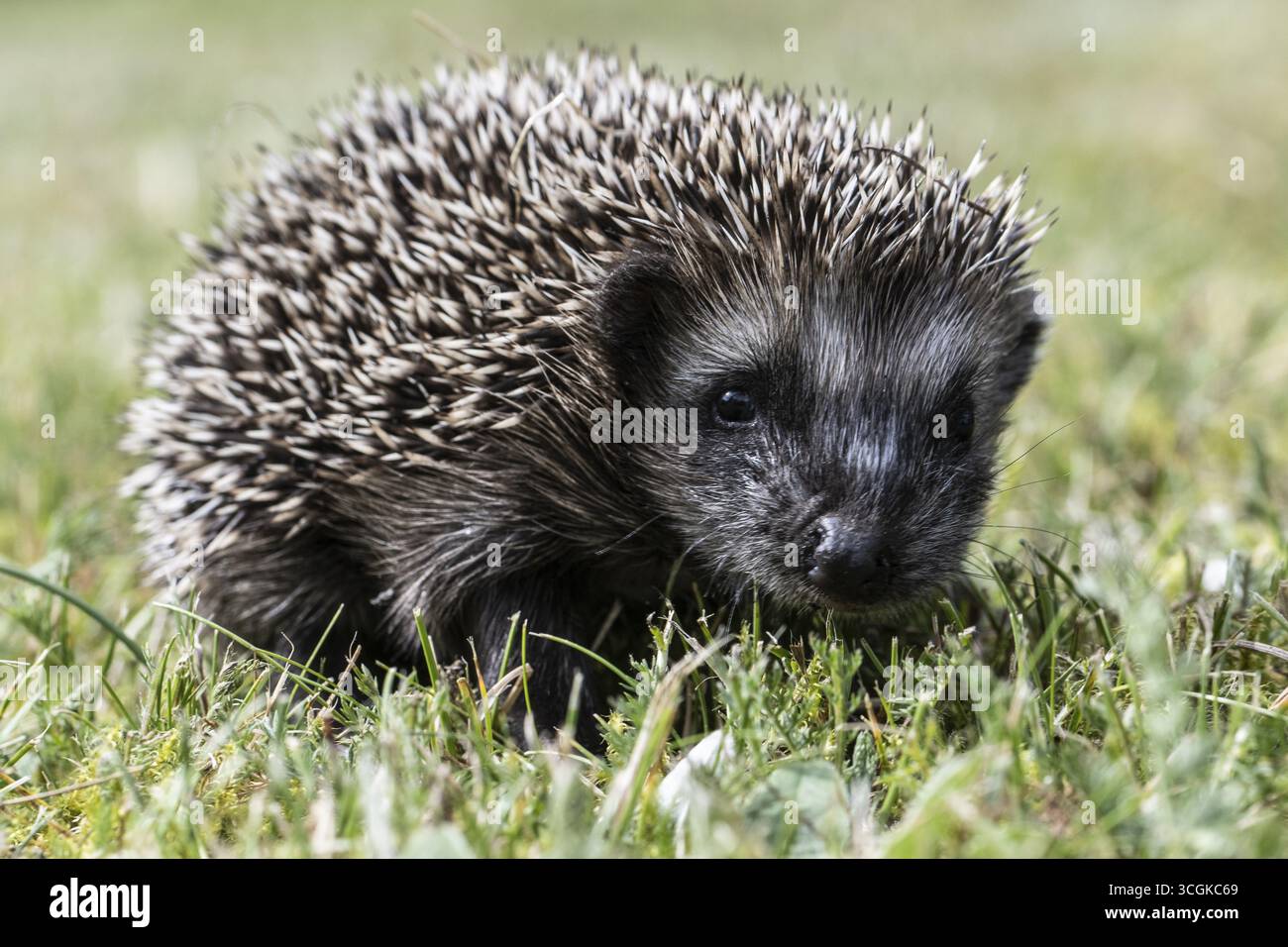 Jeune hérisson (Erinaceus europaeus), Emsland, basse-Saxe, Allemagne Banque D'Images