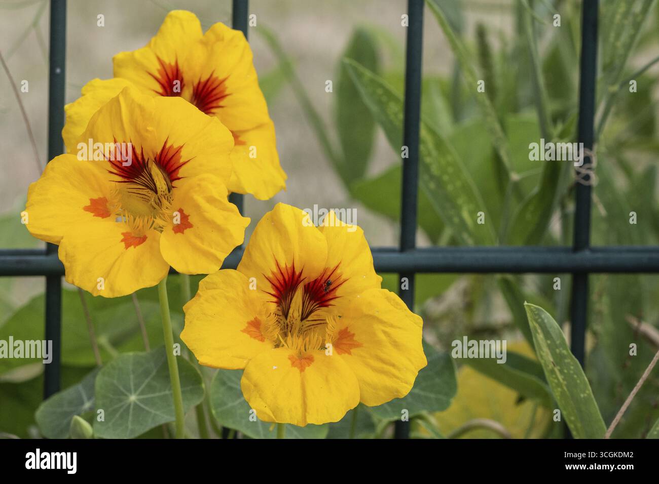 Nasturtium (Tropaeolum majus), Emsland, basse-Saxe, Allemagne Banque D'Images